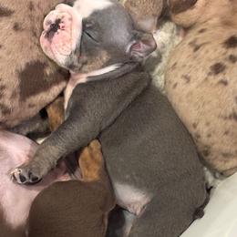 Minnie - Blue tri-color female Bulldog puppy in Harrisburg, Pennsylvania from Central PA WiggleButts Bulldogs