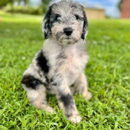 Belle - Sheepadoodle