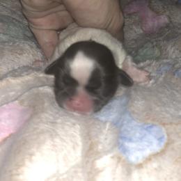 Poppy - Tricolor female Shih Tzu puppy in Milton, Florida from Shih tzu adventures of Santa Rosa Florida