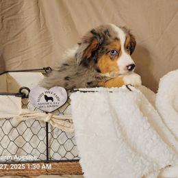 Charlie - Blue merle male Toy Australian Shepherd puppy in Logansport, Indiana from Sandy Hill Farm Aussies, LLC