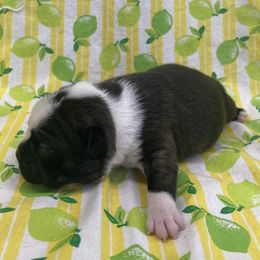 Opal - Brindle and white female Boston Terrier puppy in Fillmore, Illinois from Wind Hill Puppies