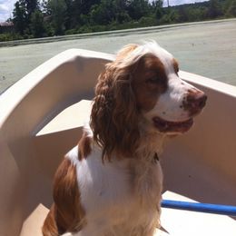 English Springer Spaniel All Grown Up from Springerhaven