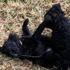 Mudi Puppies from Menagerie Mudis & More