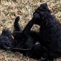 Mudi Puppies from Menagerie Mudis & More