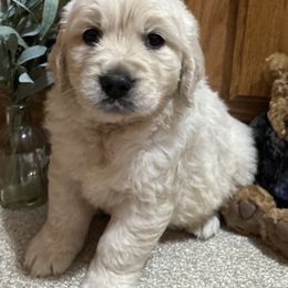 Buzz - Light golden male Golden Retriever puppy in Grant County, Indiana from On The Sunny Side Pavey Farms