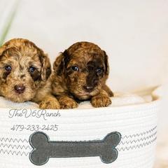 Aussiedoodles, Bernedoodles, Goldendoodles, and Sheepadoodles from V6 Ranch Dogs