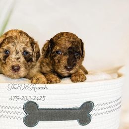 Aussiedoodles, Bernedoodles, Goldendoodles, and Sheepadoodles from V6 Ranch Dogs