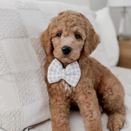 Pooh Bear - Red  male Goldendoodle puppy in Roanoke Rapids, North Carolina from Sweeter than Honey Doodles