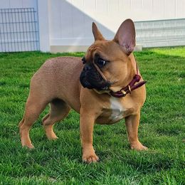 Bella - French Bulldog
