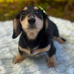 Violet - Black and cream female Dachshund puppy in Auburndale, Florida from Doxster Dachshunds