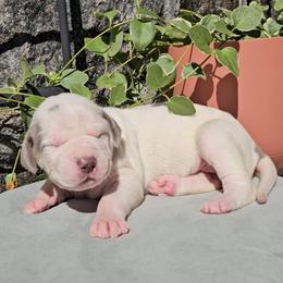 Eliana - Silver female Great Dane puppy in Towaco, New Jersey from MommaDukes Danes
