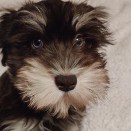 Little Blue Female $1,600 - Liver Miniature Schnauzer puppy in Forney, Texas from Gus Puppies