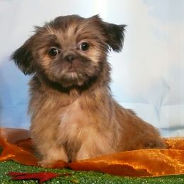 Myrtle - Blue female Shih Tzu puppy in Wild Rose, Wisconsin from Sorenson's Shih-tzus