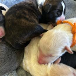 Wasabi - Brindle male Border Collie puppy in Franklin, Maine from Broad Meadow Borders