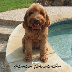 Jules - Australian Labradoodle
