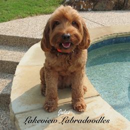 Jules - Australian Labradoodle