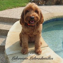 Jules - Australian Labradoodle