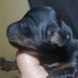 Charlotte - Dachshund