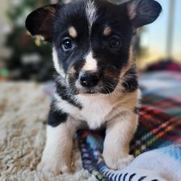 Boy 1 - Black and white male American Corgi puppy in Tombstone, Arizona from WeVolution Off-Grid
