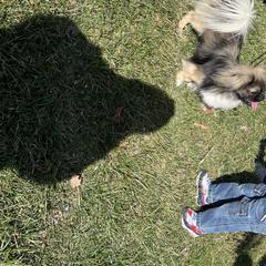 Tibetan Spaniels and Wirehaired Pointing Griffons from Timoria Kennels