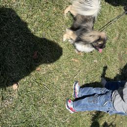 Tibetan Spaniels and Wirehaired Pointing Griffons from Timoria Kennels