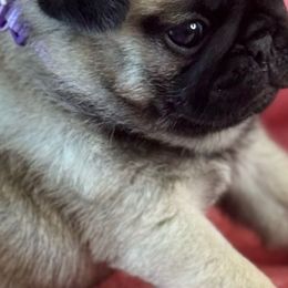 Boy 1 - Fawn male Pug puppy in Durant, Oklahoma from Cagle's Crowning Pug's