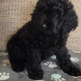 Jennifer - Black female Cockapoo puppy in Missouri from KDK Missouri Miniature Poodles