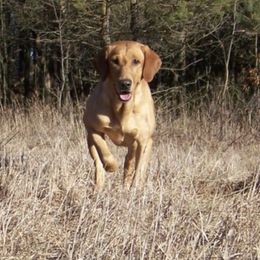 Labrador Retriever All Grown Up from RiversWild Retrievers