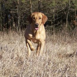 Labrador Retriever All Grown Up from RiversWild Retrievers