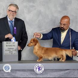 Dachshund All Grown Up from Atlas Dachs