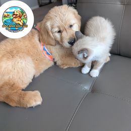 Golden Retriever Puppies from Splish Splash Goldens LLC