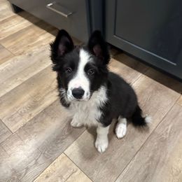Brick - Black and white male Border Collie puppy in Marion, Virginia from Vista Trails Border Collies