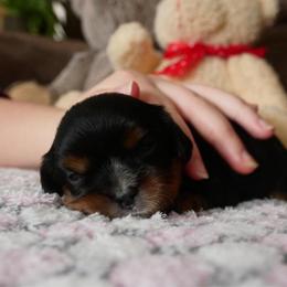 Cassia - Black and tan female Cavalier King Charles Spaniel puppy in Marcellus, Michigan from Coolcreek Pets
