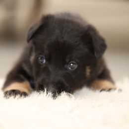 Yellow - Bi-color female German Shepherd puppy in Newport Beach, California from Vom Bismarkhaus