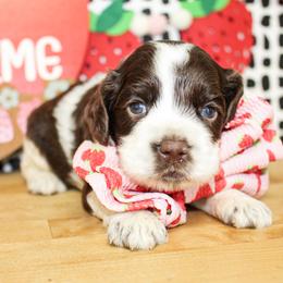 Cooper - Brown and white male Cockapoo puppy in Rattan, Oklahoma from Double M Cocker Spaniels