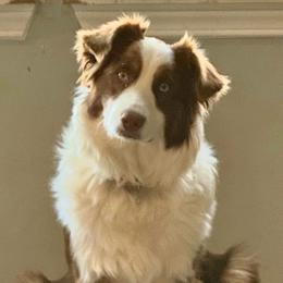 Marley - Red tri-color female Australian Shepherd puppy in Ellensburg, Washington from Creekside Aussies