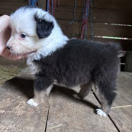 Star - Black tri female Miniature Australian Shepherd puppy in Greenboro, North Carolina from Rustlingrass Miniature American Shepherds