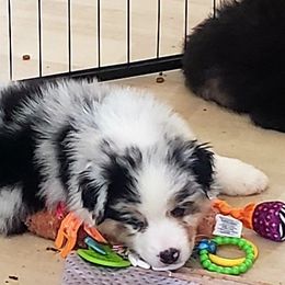 Boy 4 - Blue merle Australian Shepherd puppy in Maryland from Lake Shore Australian Shepherds
