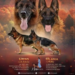 German Shepherd puppies from Milestone GSDs