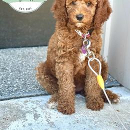 Goldendoodle, Labradoodle, Poodle, and Sheepadoodle Puppies from Osage Puppies