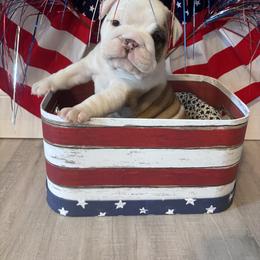 Girl 1 - female Bulldog puppy in Mount Airy, North Carolina from PrimeCut Bulldogs