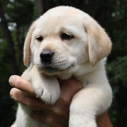 Atlanta - Yellow female Labrador Retriever puppy in Camden, Indiana from Prebleridge Acres