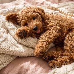 Pumpkin - Red  male Goldendoodle puppy in Brandon, Florida from Murphys Doodles