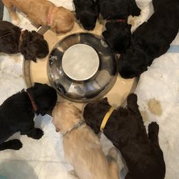 Assorted Doodle Crosses, Australian Labradoodle, Goldendoodle, and Newfoundland Puppies from Twin Sisters Doodles