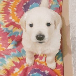 Boy 1 - Light golden Golden Retriever puppy in Acworth, Georgia from English Cream Goldens in Georgia