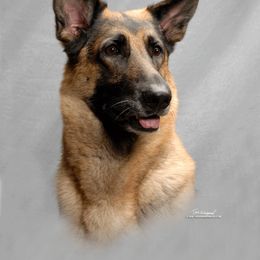 German Shepherd All Grown Up from Black Forest