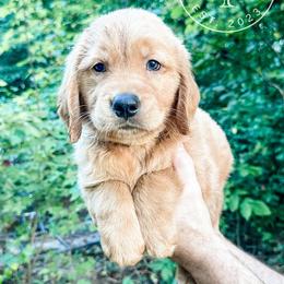 Willie - yellow - Dark golden male Golden Retriever puppy in Greeneville, Tennessee from Cultivate Farm
