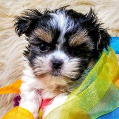 Mi-Kis from Dakota Mi-Kis