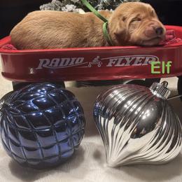 Elf - Yellow male Labrador Retriever puppy in Tigard, Oregon from Morrison Labrador Retreivers