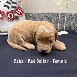 Reba - Red  female Goldendoodle puppy in Annville, Pennsylvania from Bellegrove Goldendoodles